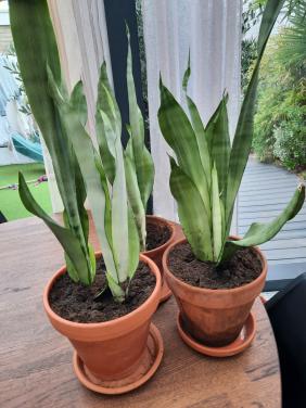 Sasaveria- binnenplant