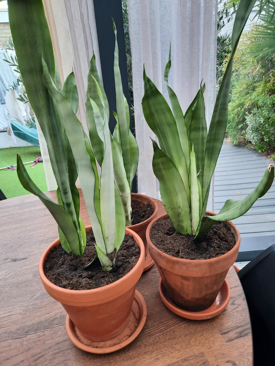 Sasaveria- binnenplant