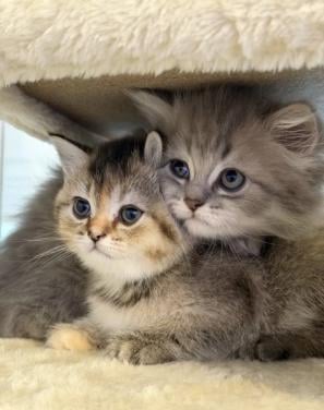 Britse kort -en langhaar kittens
