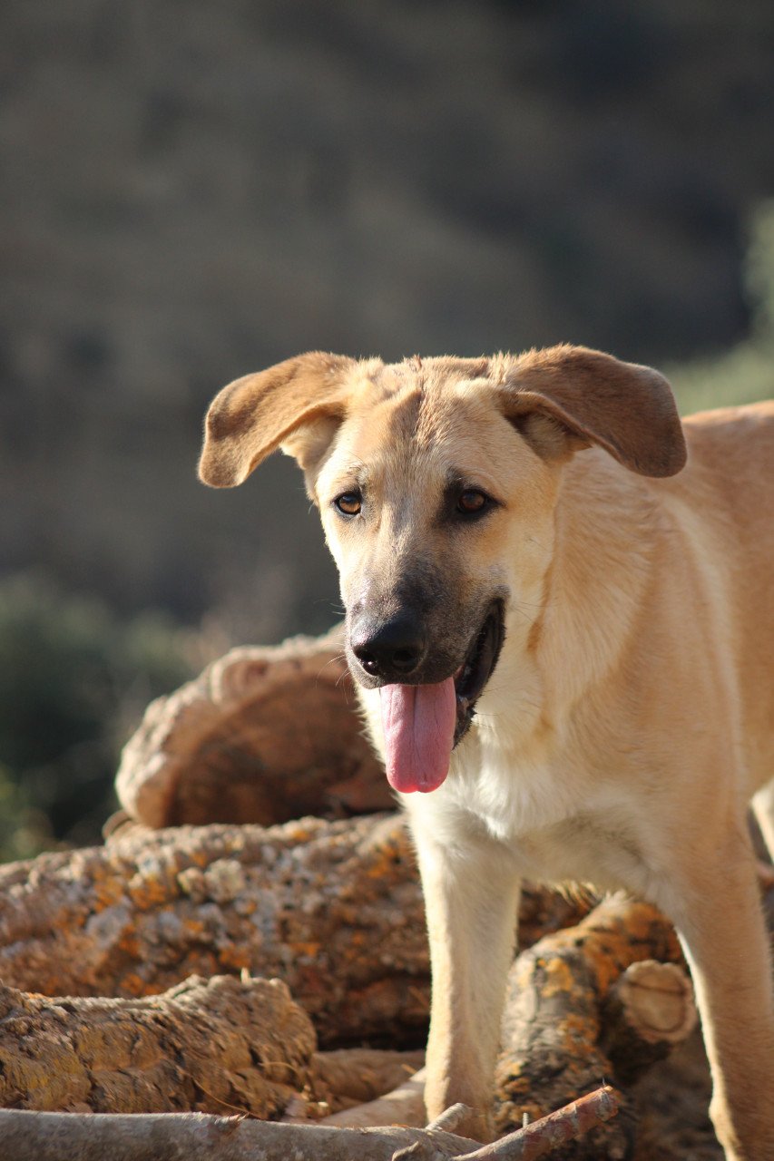 Alora Dog Rescue: Paco, speels, ondeugend en vrolijk