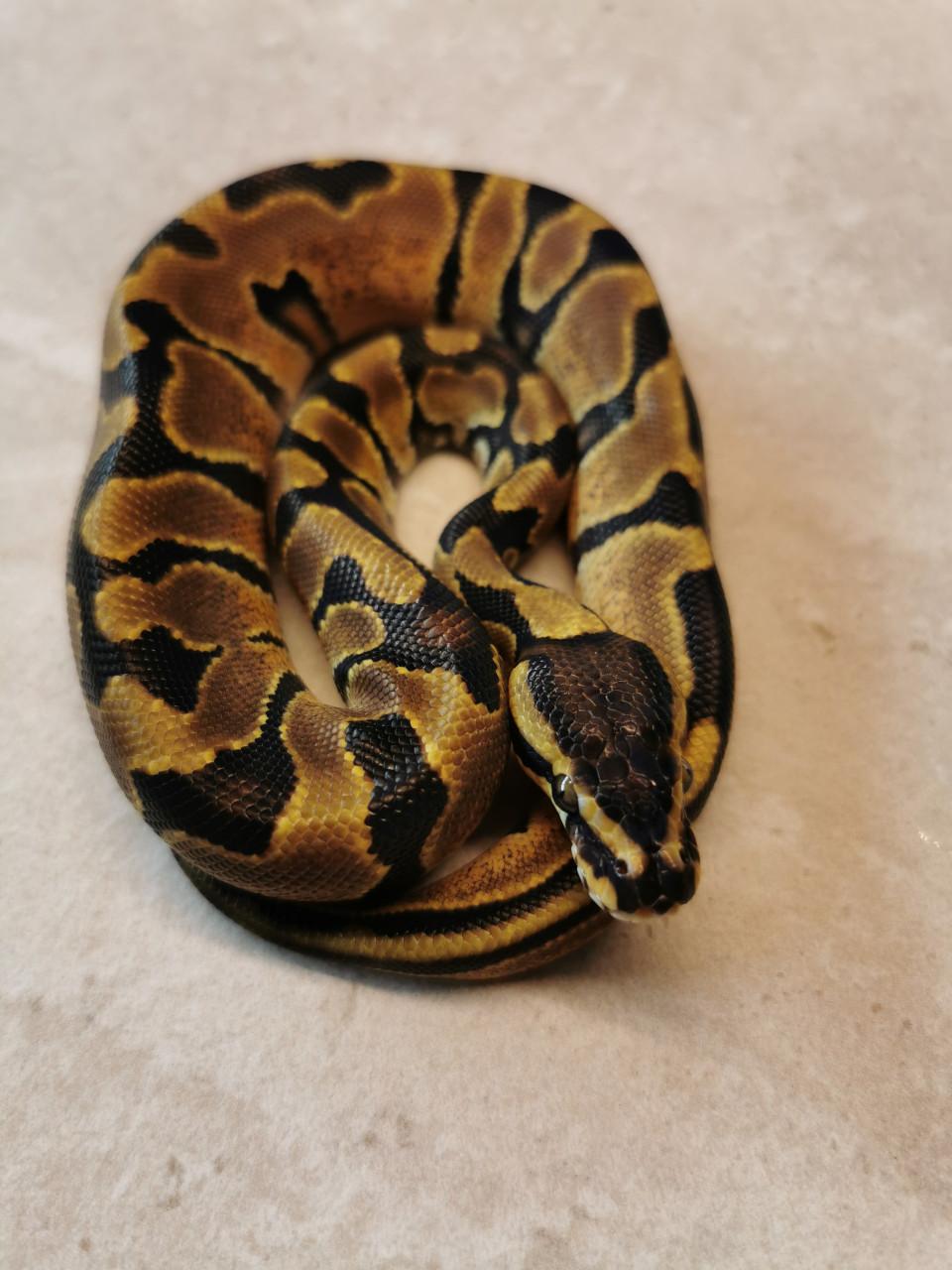 1.0 Enchi Koningspython