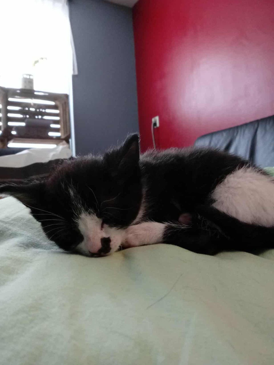 Nog 1 van de 5 super sociale met de handopgevoede kittens te koop
