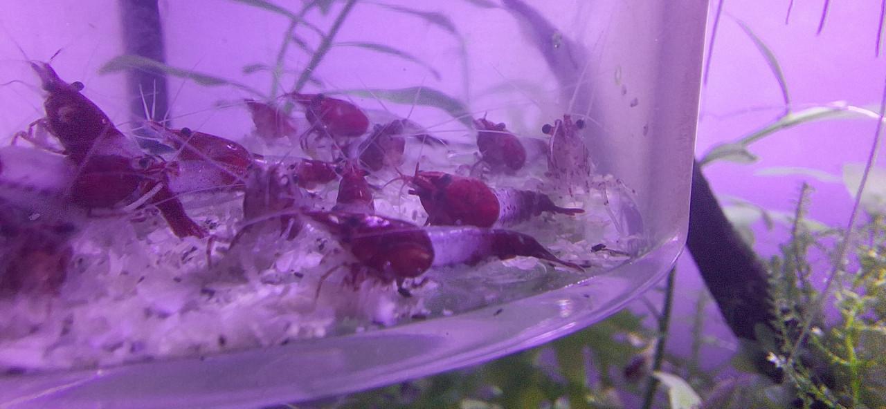 Red rili garnalen