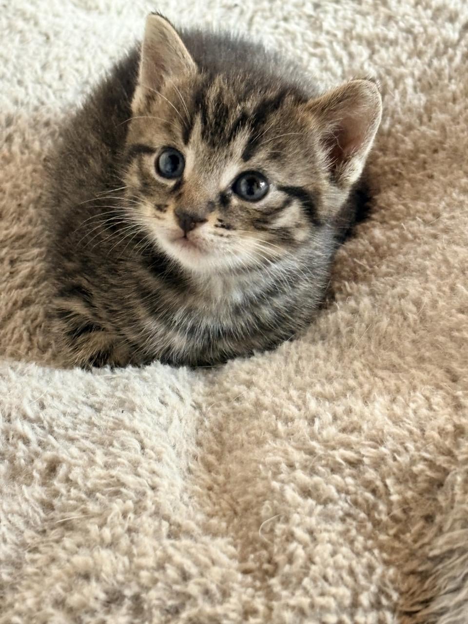 Kittens te koop
