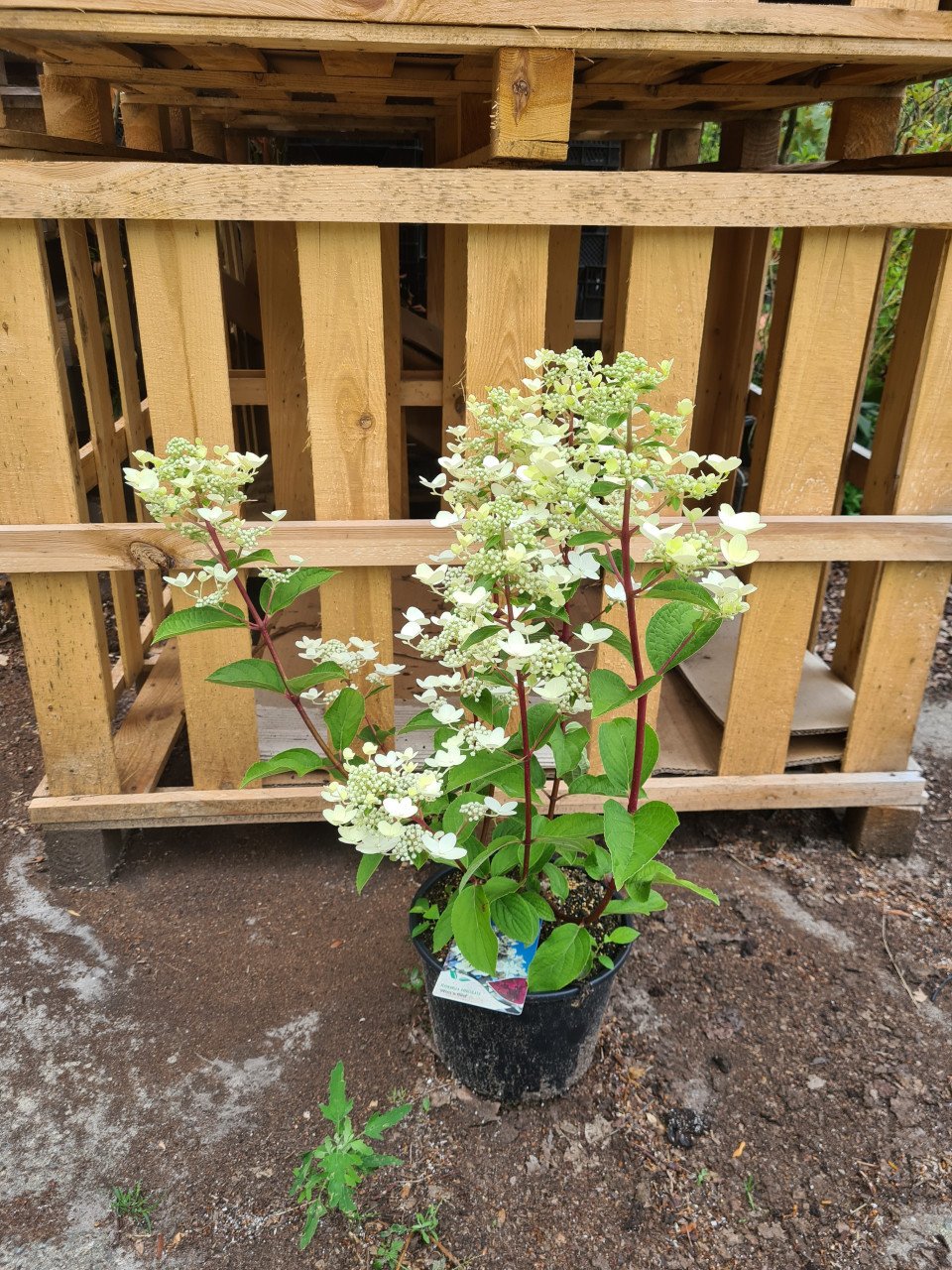 Pluimhortensia Wim's Red