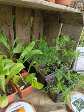 🌱🏵️ Biologische moestuin plantjes, bloemen en kruiden 🏵️🌱