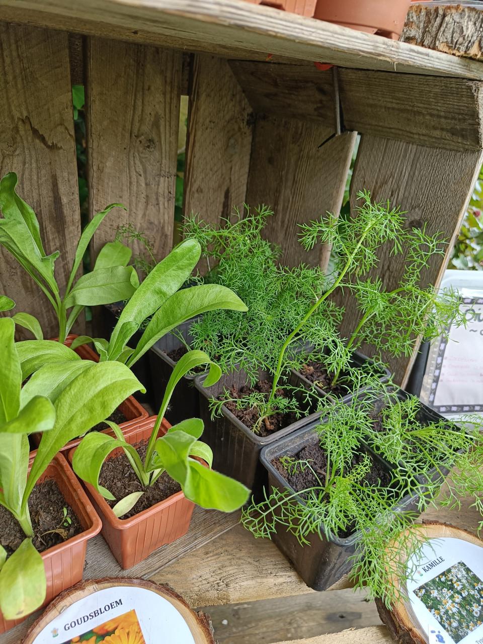 🌱🏵️ Biologische moestuin plantjes, bloemen en kruiden 🏵️🌱