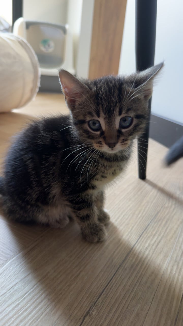 Kittens