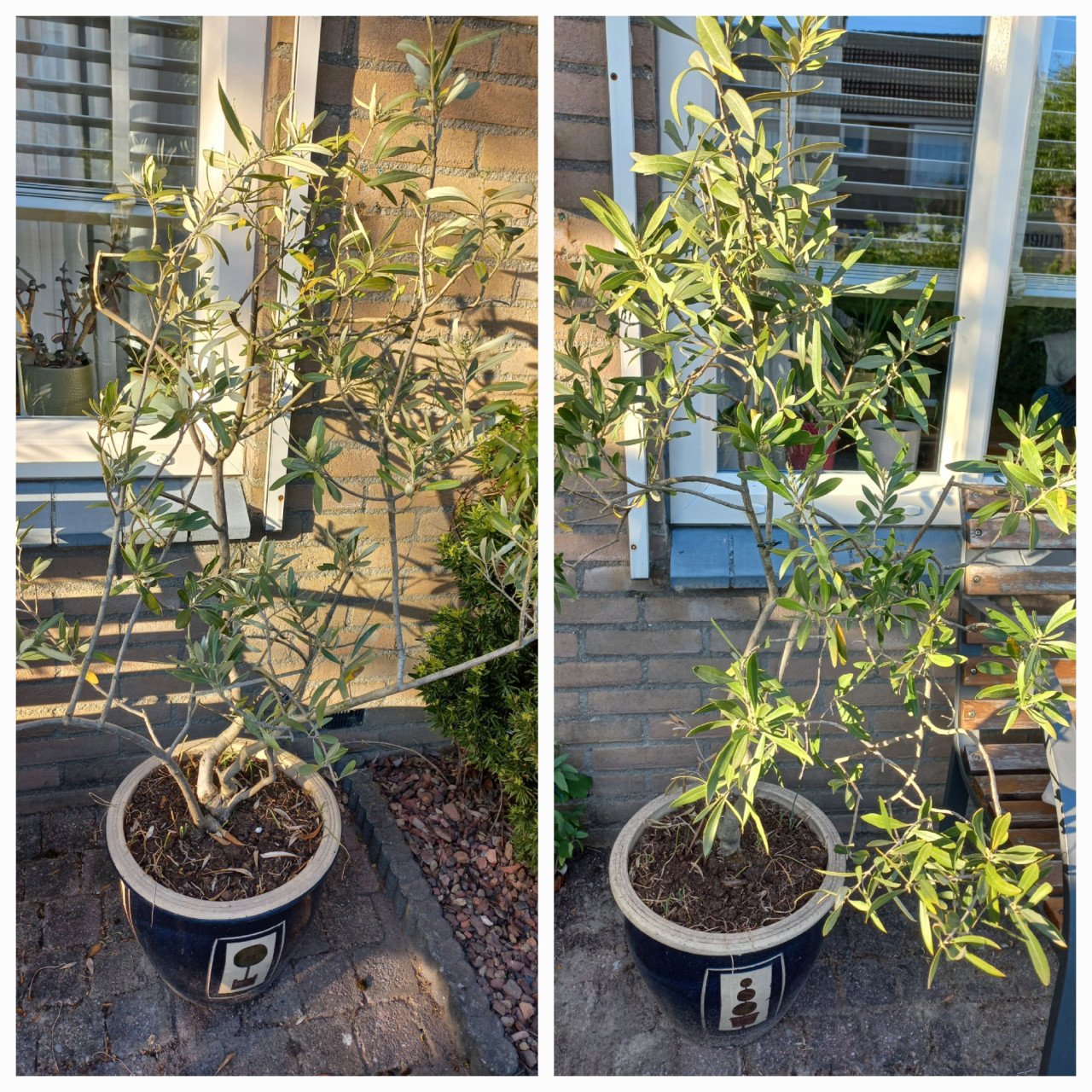 2 olijvenstruiken