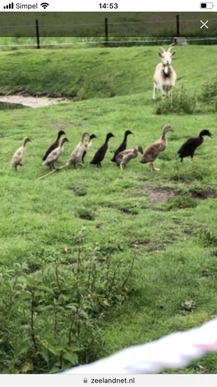 Indische loopeenden natuurbroed!