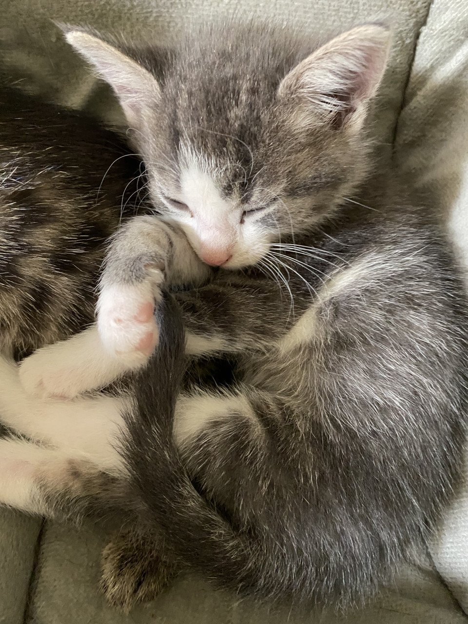 3 kittens