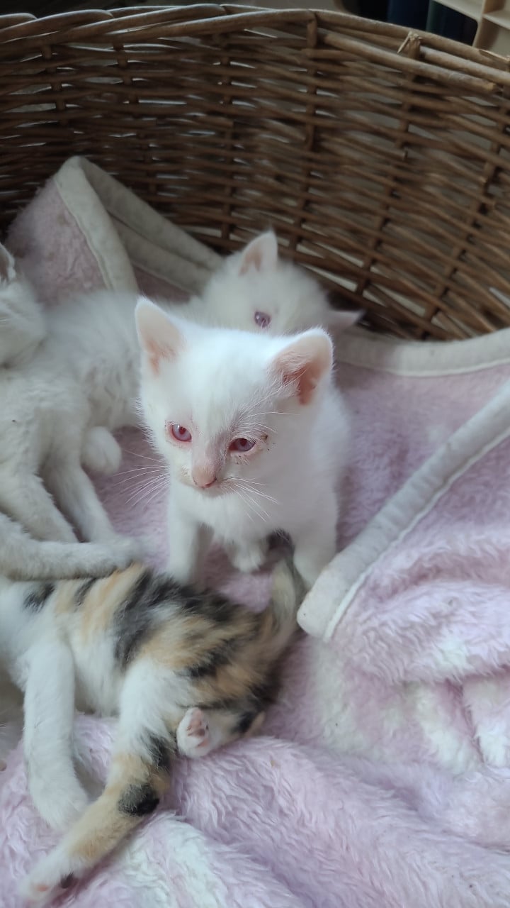 Prachtige kittens