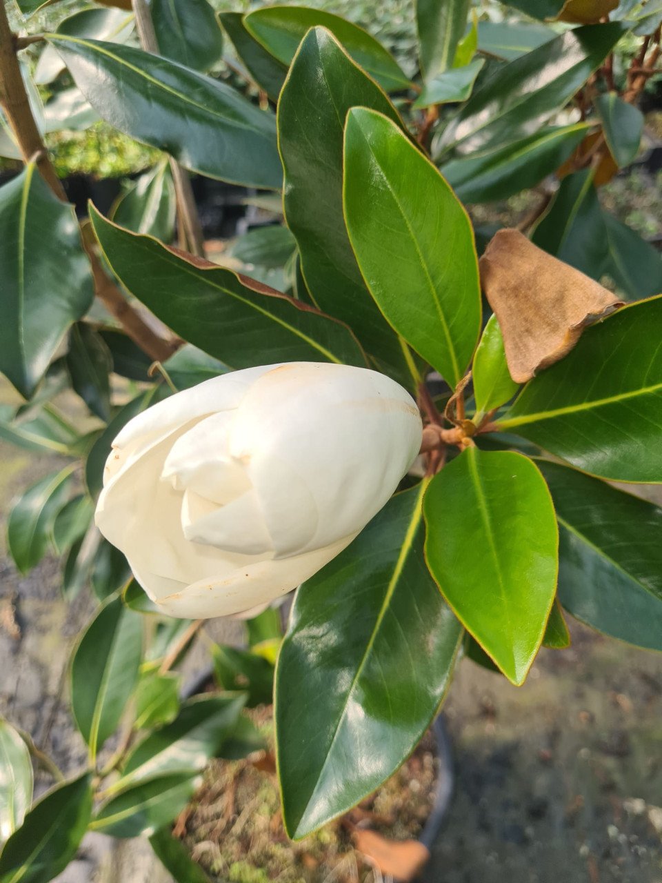 Magnolia Grandiflora 'Little Gem' wintergroen