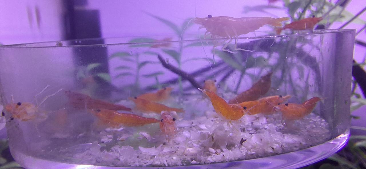 Oranje garnalen