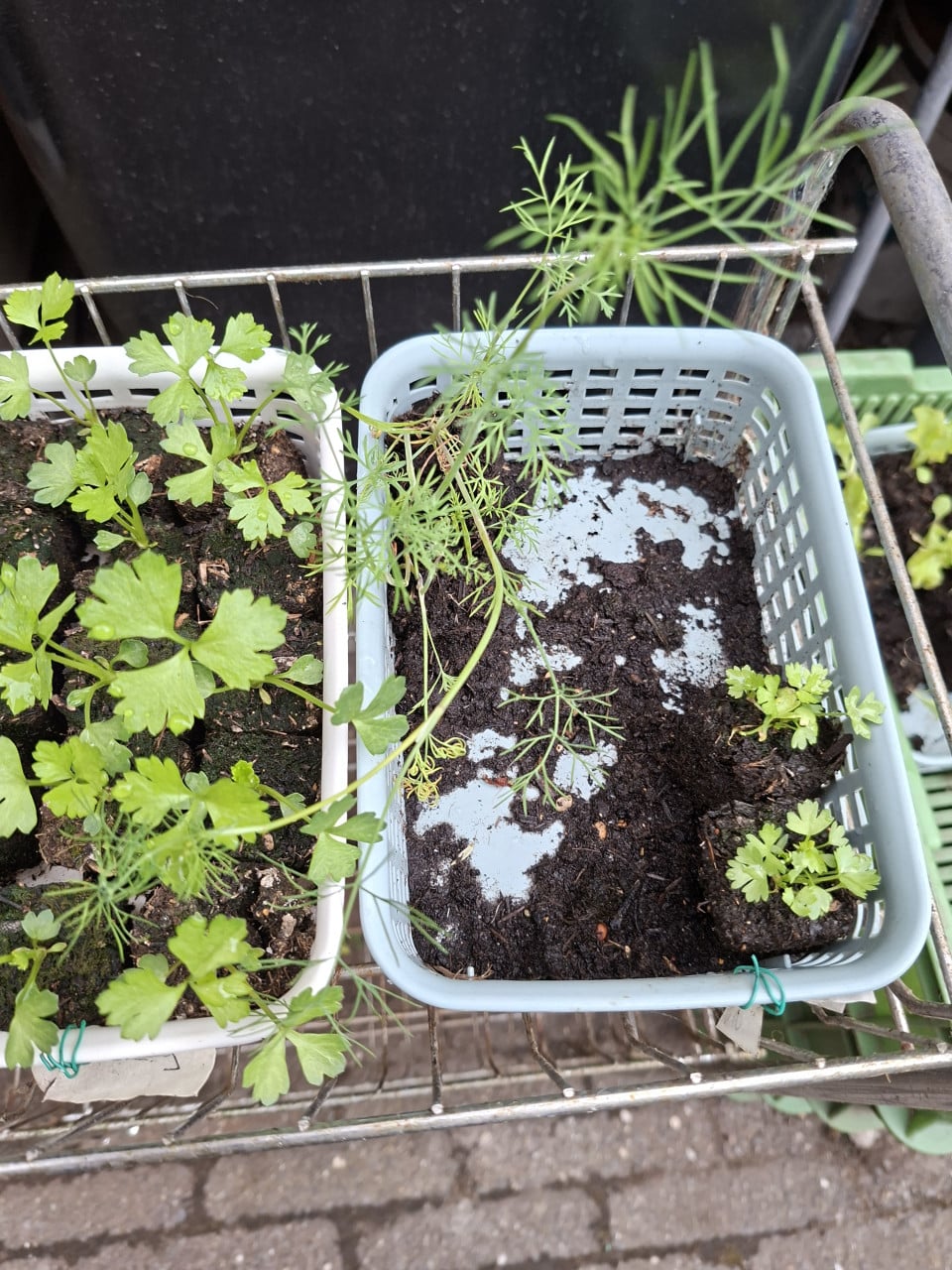 Moestuin Plantjes