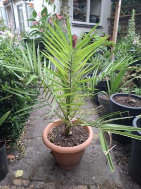 Palm Phoenix Canariensis