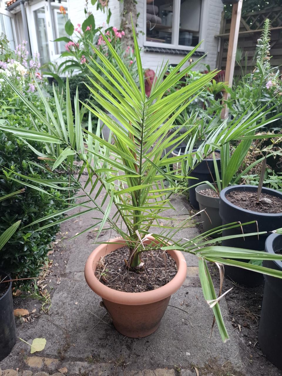 Palm Phoenix Canariensis