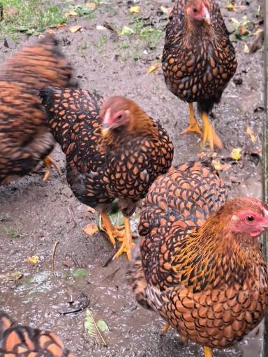 Wyandotte kippen