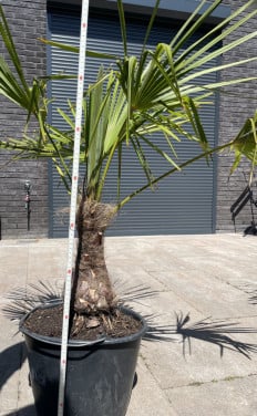 Palm