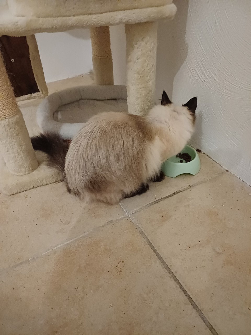 Prachtige Ragdoll poes met blauwe ogen lief karakter