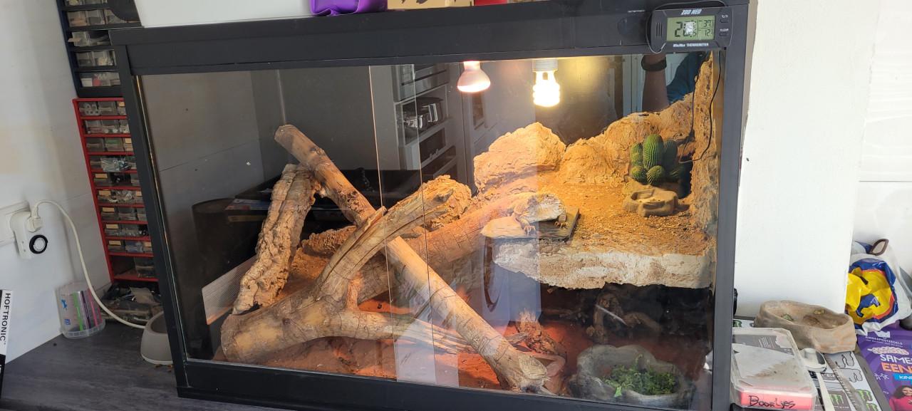 Tamme Baardagaam met terrarium