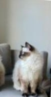 Mooie en superlieve Ragdoll poes1 jaar blauwe ogen