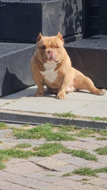 Micro Bully