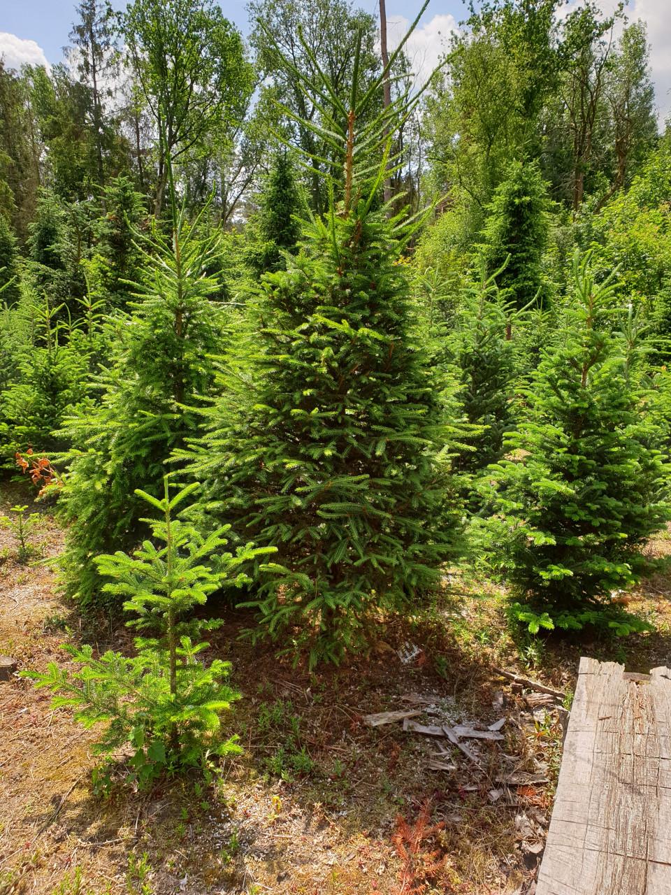 KERSTBOMEN VANAF ZATERDAG 29 NOVEMBER