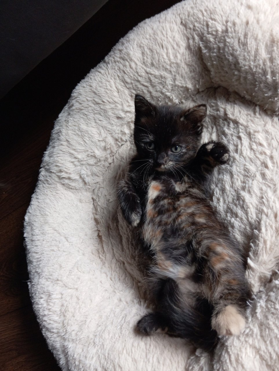 Kitten vrouwtje