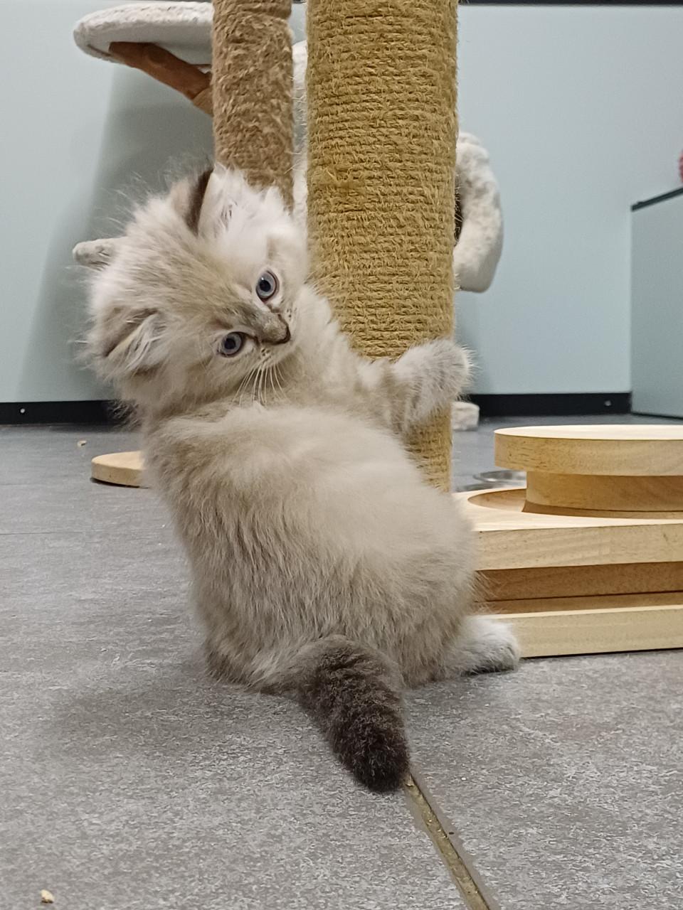 2 prachtige Ragdoll kittens beschikbaar (2 poesjes)