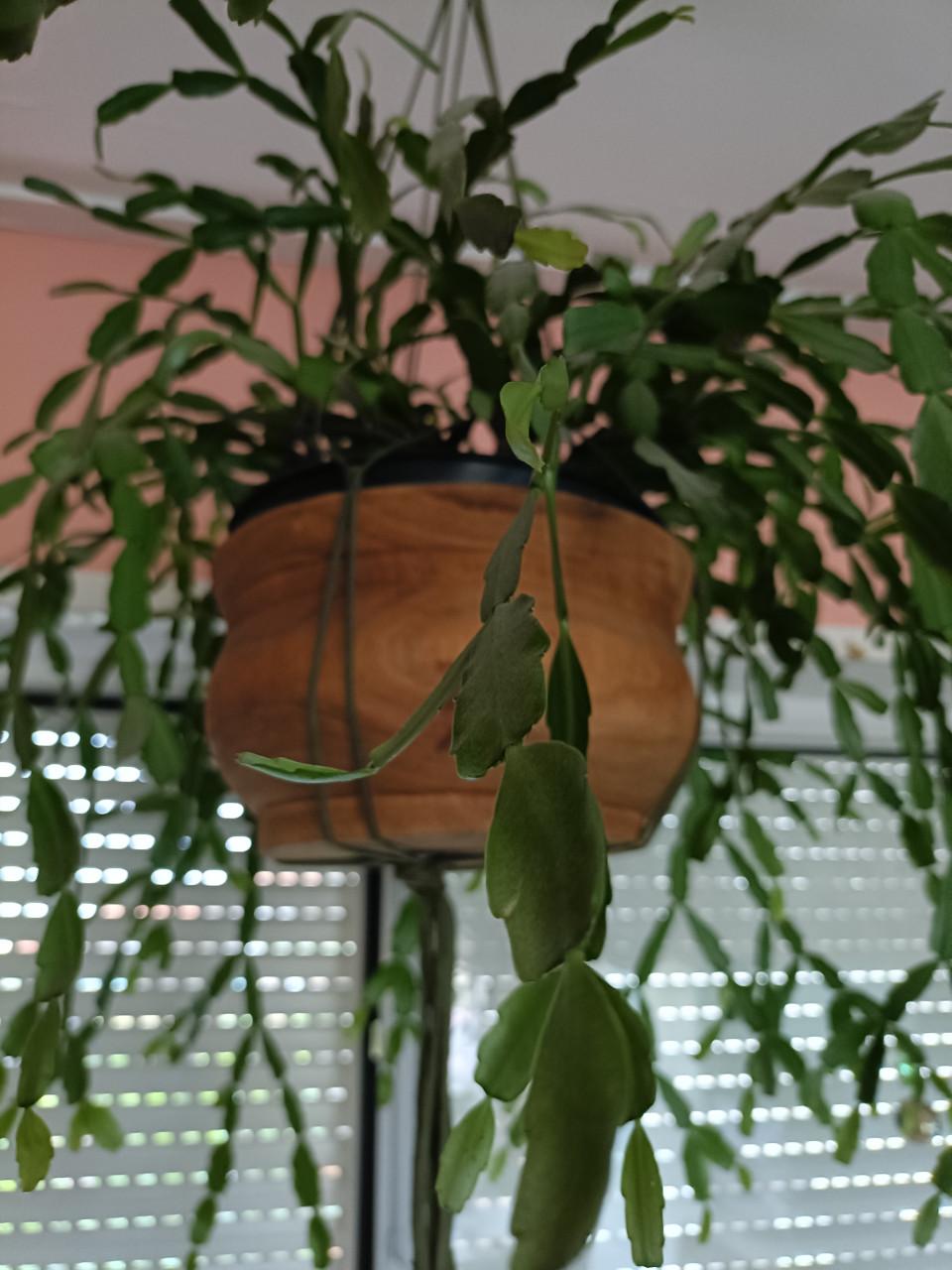 Grote lidcactus kerst bloeit rose
