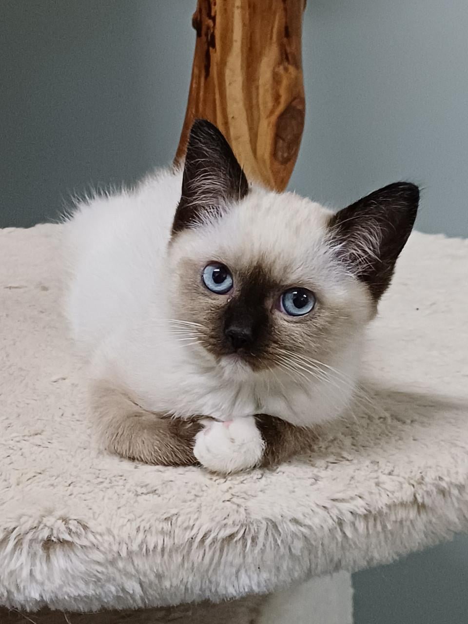 Mooie Brits Korthaar x Ragdoll kittens mogen verhuizen.