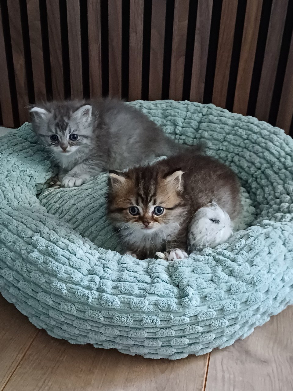 We hebben 2 prachtige langhaar kittens beschikbaar,