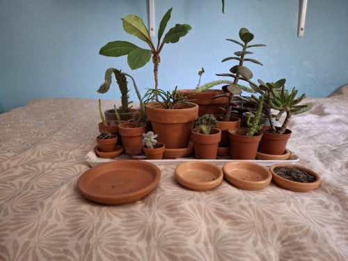 Allerlei plantjes