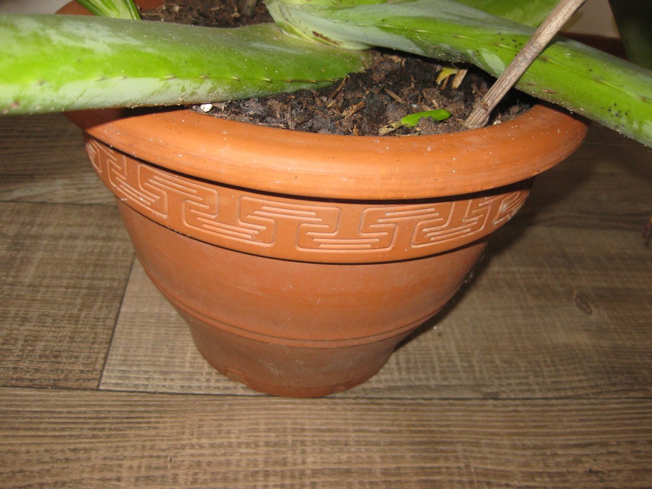 Grote aloevera plant