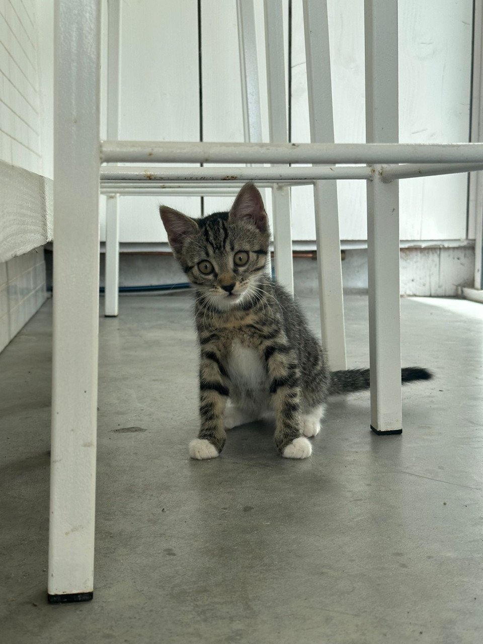 Twee kittens gratis af te halen