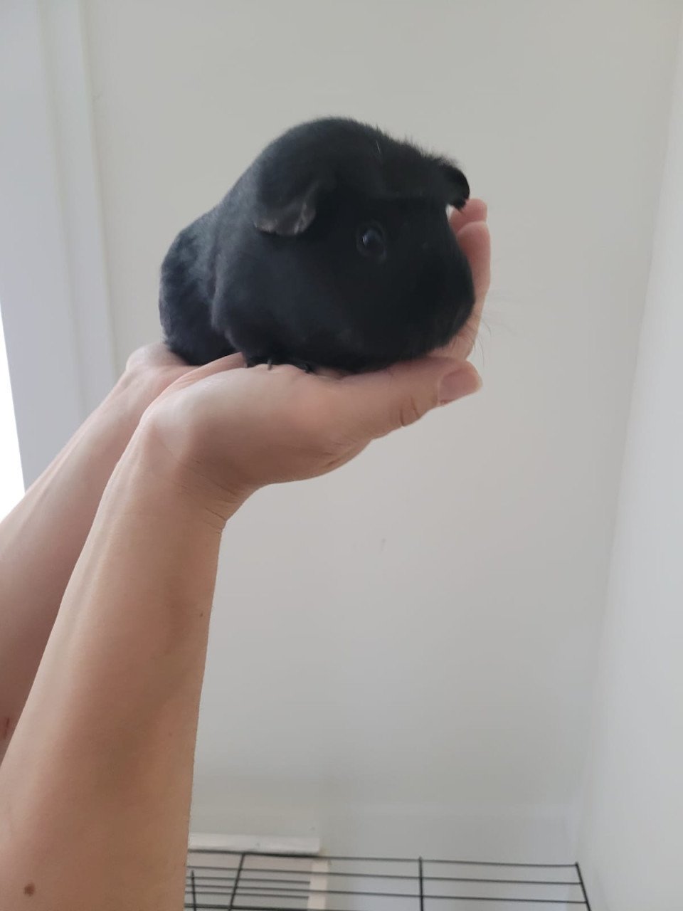 2 vrouwtjes cavia's (half jaar oud) met hok en toebehoren