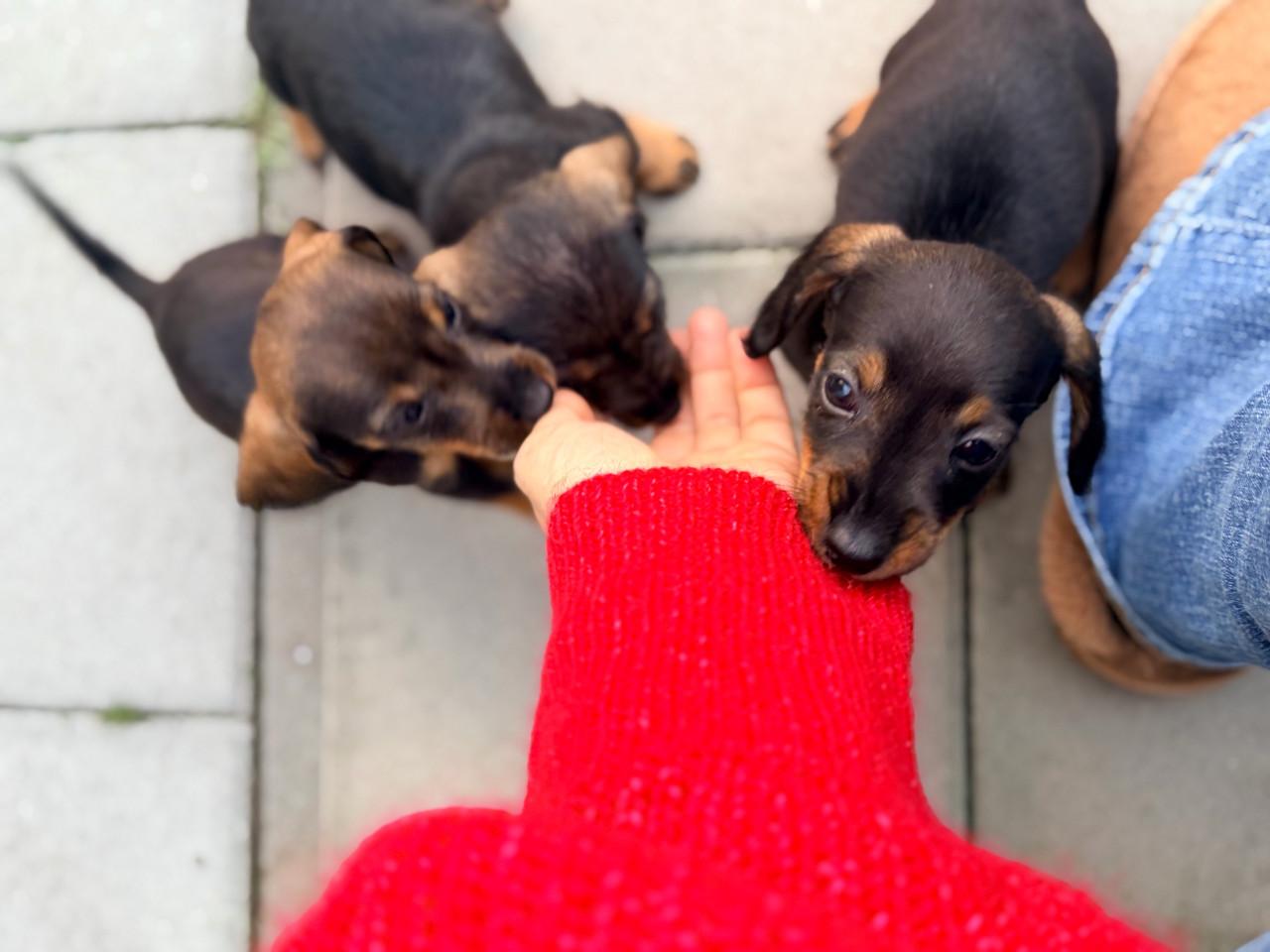 De Liefste Teckel pups