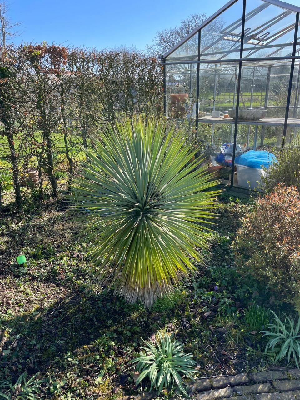 Palmbomen en Yucca’s