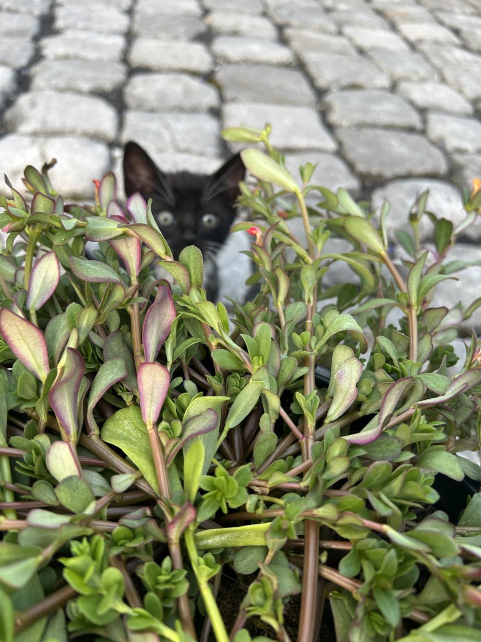 Prachtige kittens 😻