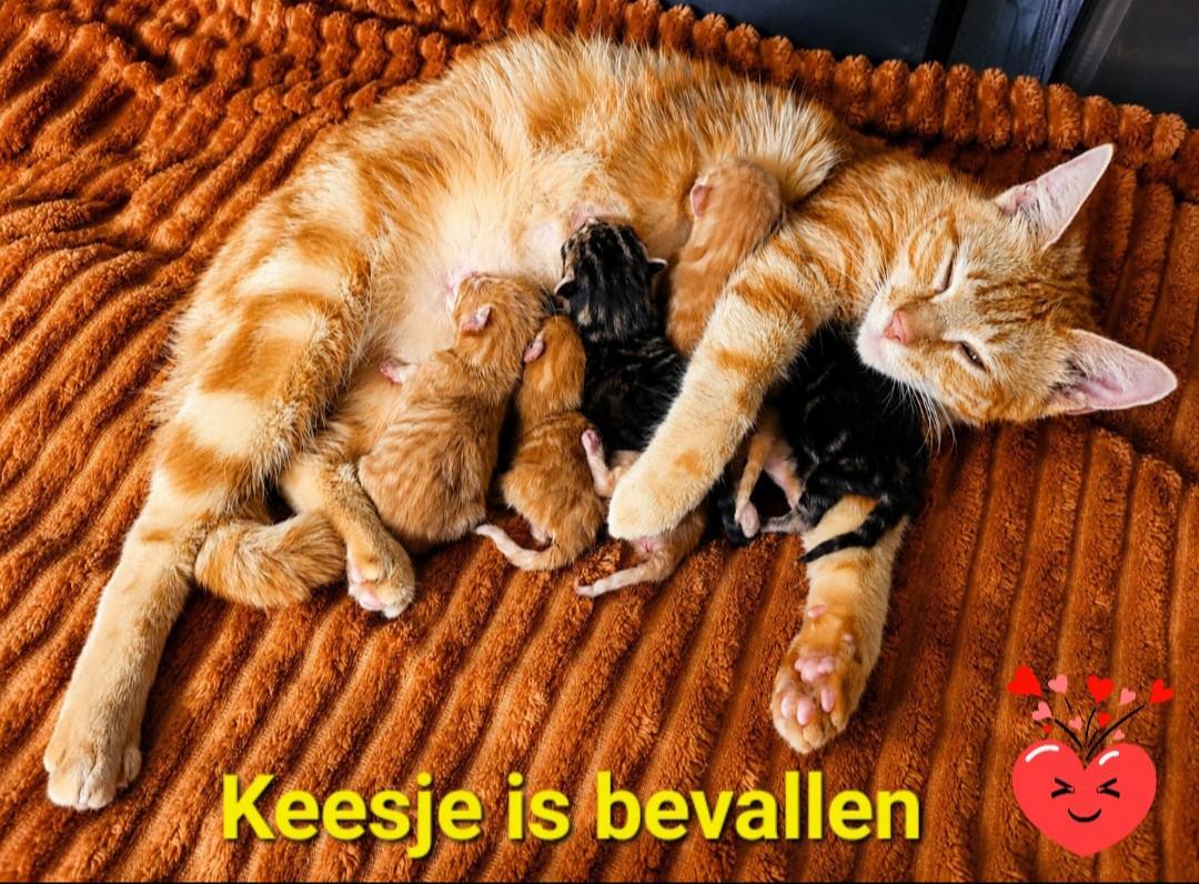 Allemaal gereserveerd