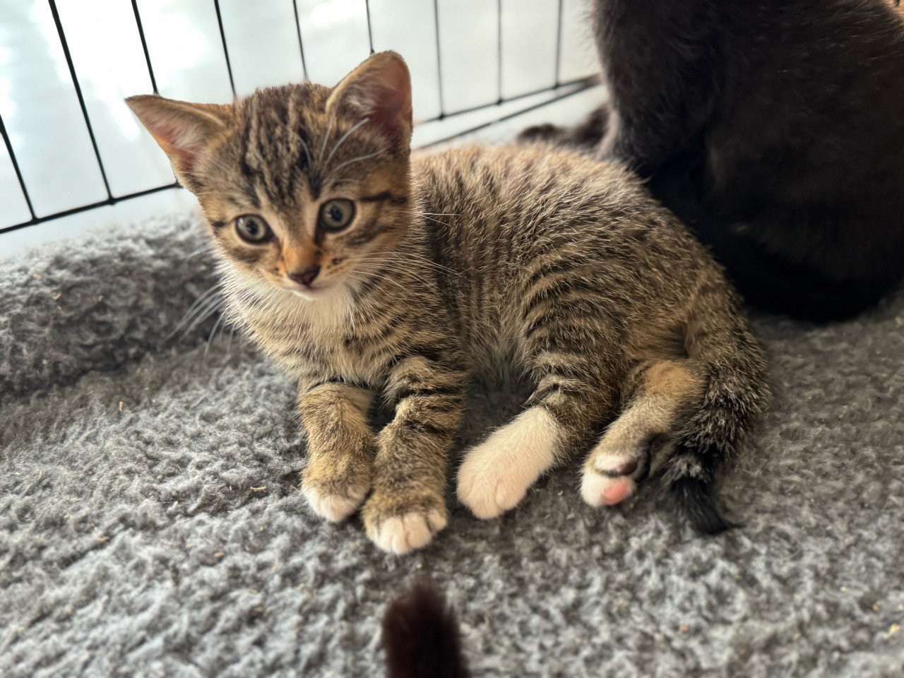 Kittens poesje en twee katertjes x bengaal