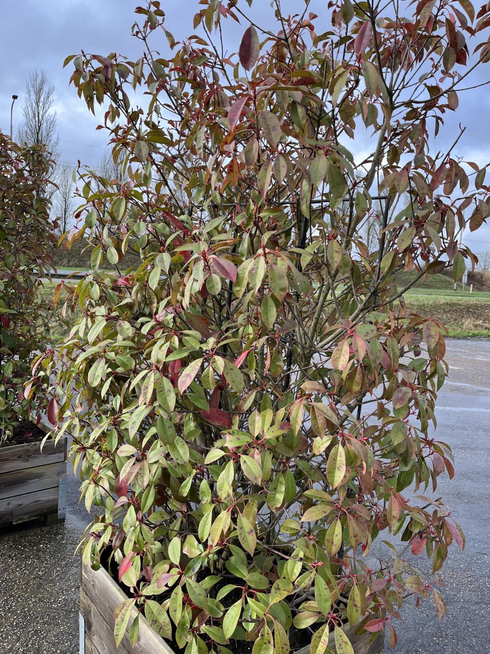 Red Robinia Photinia op stam (12 stuks)