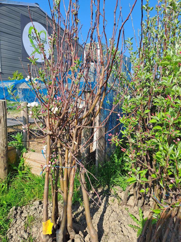 Fruitbomen, laagstam appel- en perenbomen