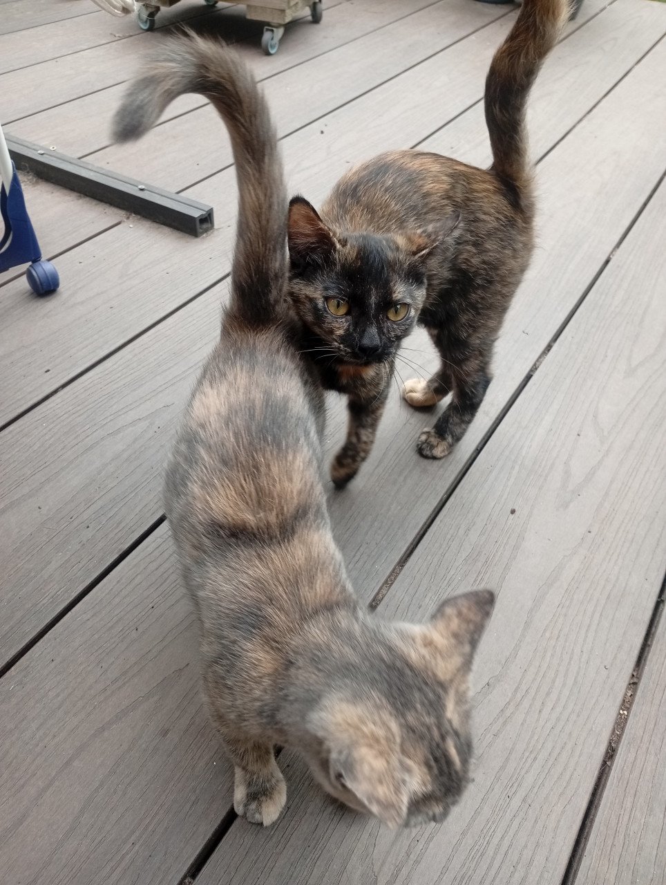 2 kittens (meisjes) schildpadjes