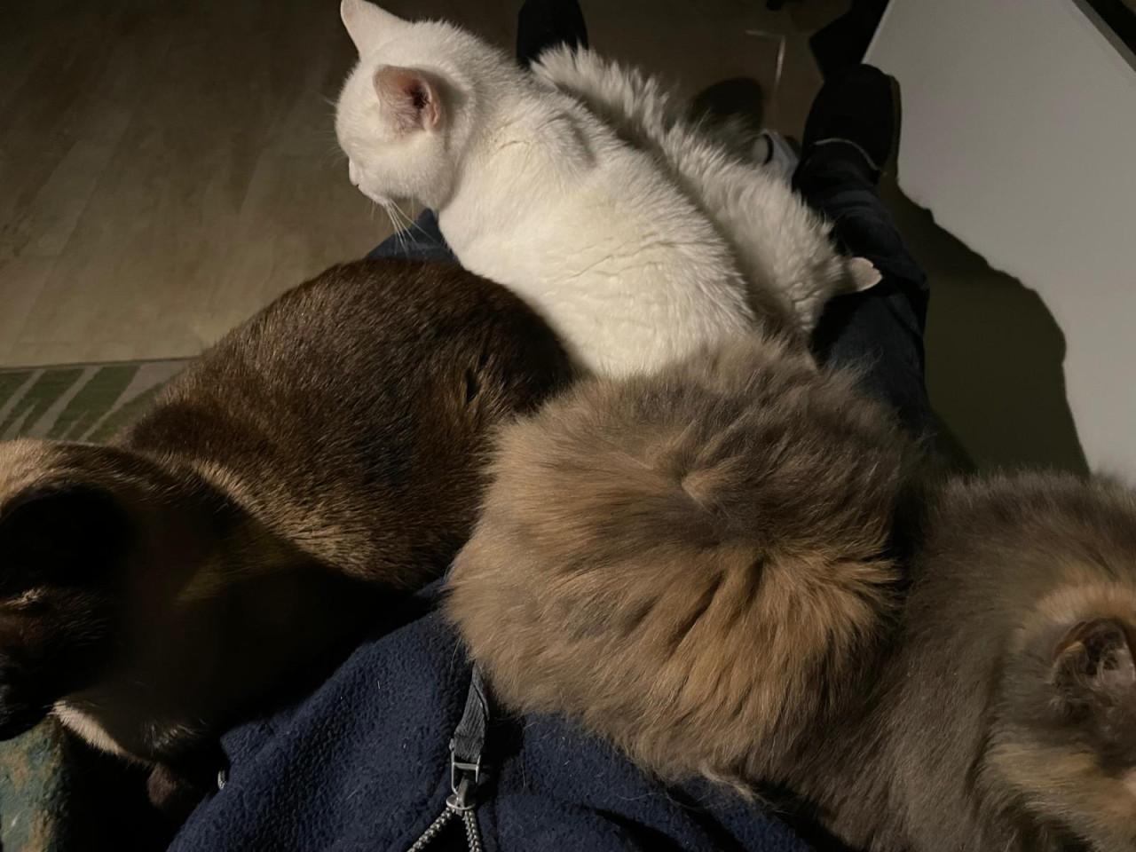 Gezocht nieuw huisje