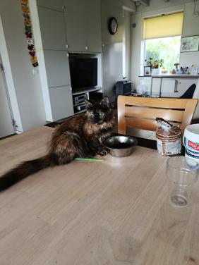 Kittens Maincoon x Noorse boskat. 2 zusjes