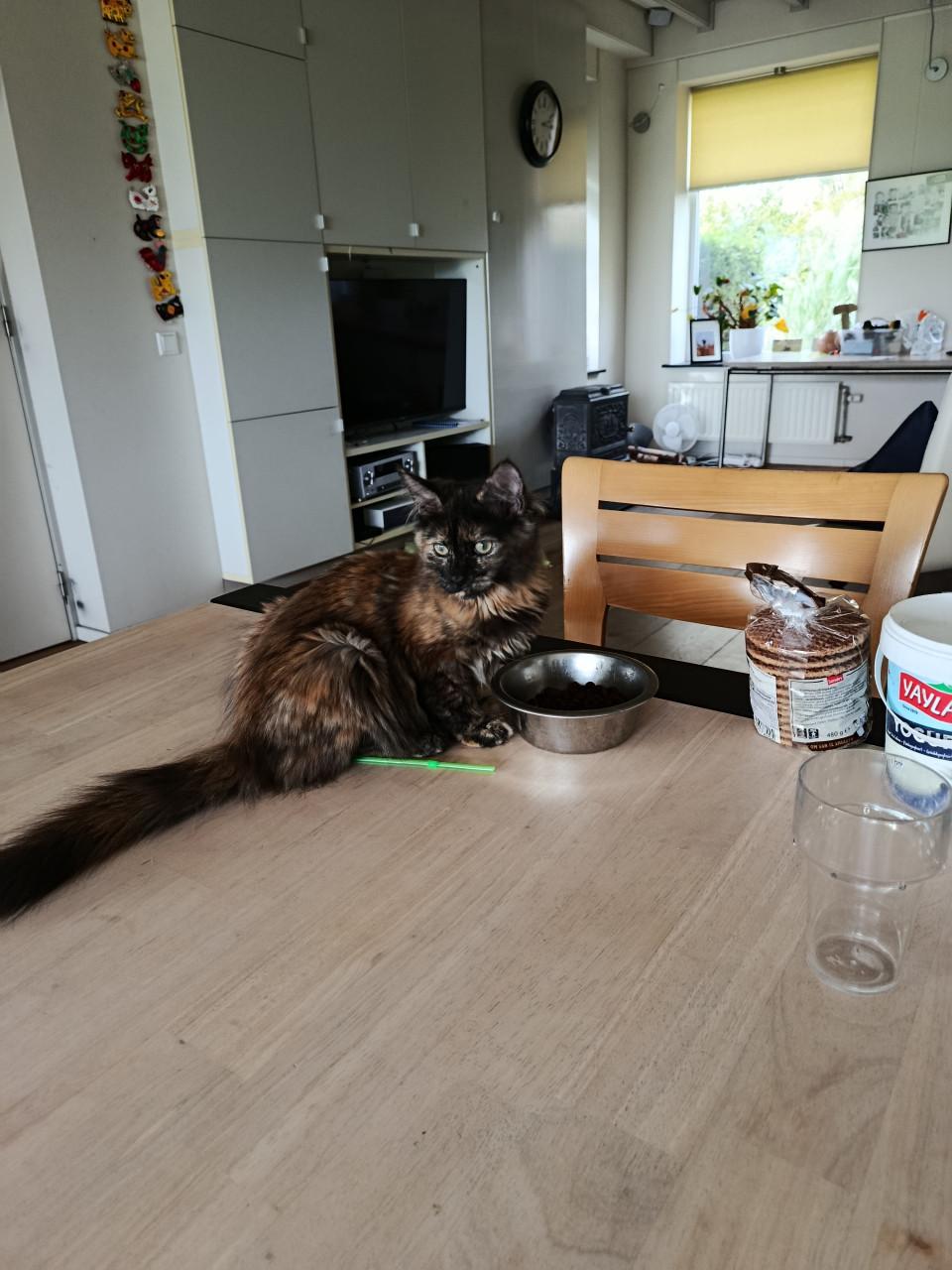 Kittens Maincoon x Noorse boskat. 2 zusjes