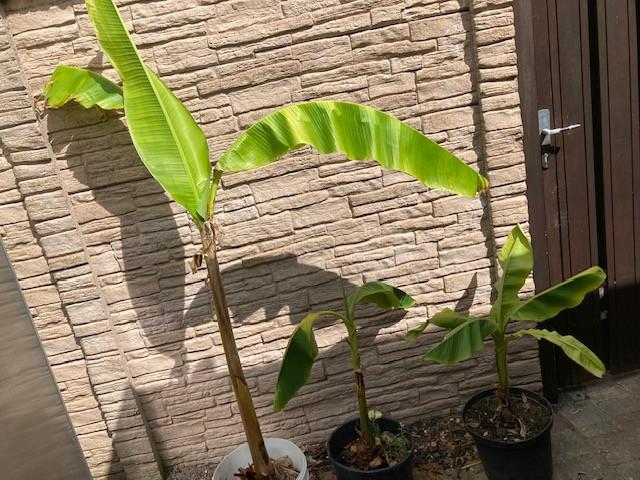 Bananenplant