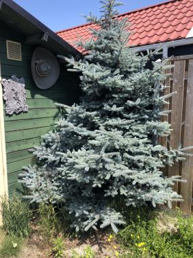 Dennenboom
